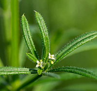Cleavers Aerial Parts
