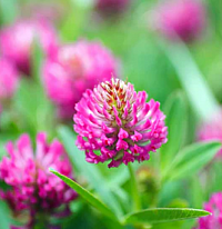 Red Clover Blossom